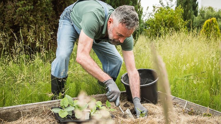 Fitness im Grünen Kann Gartenarbeit vor Rückenschmerzen schützen? n