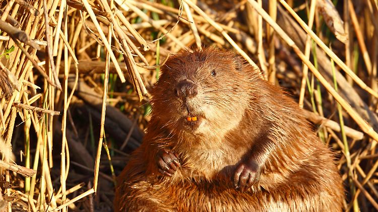 Biber werden in ungestörter Natur 21 Jahre alt und haben keine ernsthafte Konkurrenz durch Nutrias und Bisamratten.